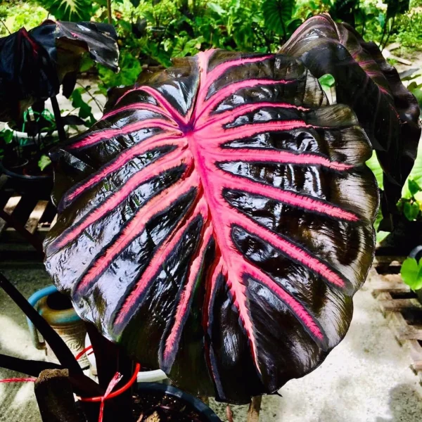 4" Blue Star Fern Plant