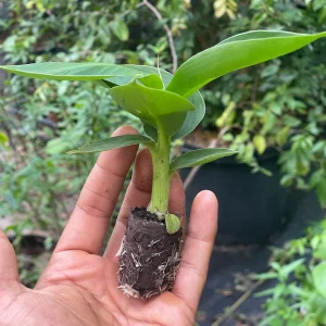 Tiny Banana Plants