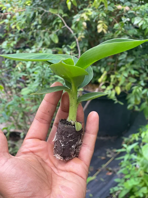Tiny Banana Plants